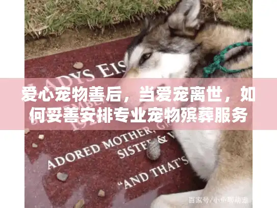 爱心宠物善后，当爱宠离世，如何妥善安排专业宠物殡葬服务？