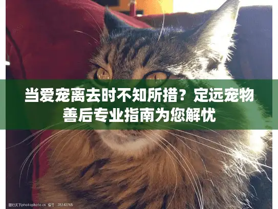 当爱宠离去时不知所措？定远宠物善后专业指南为您解忧