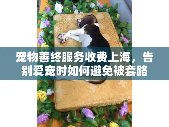 宠物善终服务收费上海，告别爱宠时如何避免被套路？