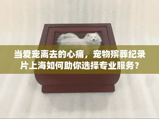 当爱宠离去的心痛，宠物殡葬纪录片上海如何助你选择专业服务？