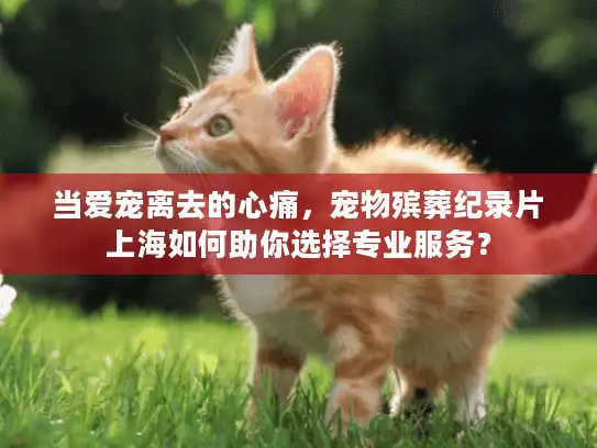 当爱宠离去的心痛，宠物殡葬纪录片上海如何助你选择专业服务？