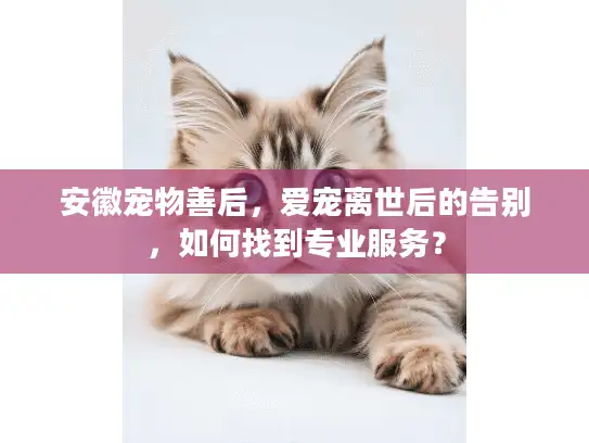 安徽宠物善后，爱宠离世后的告别，如何找到专业服务？
