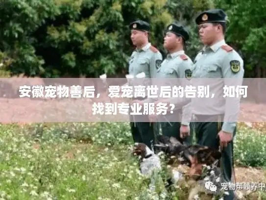 安徽宠物善后，爱宠离世后的告别，如何找到专业服务？