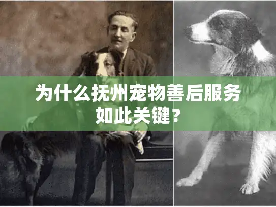 为什么抚州宠物善后服务如此关键？
