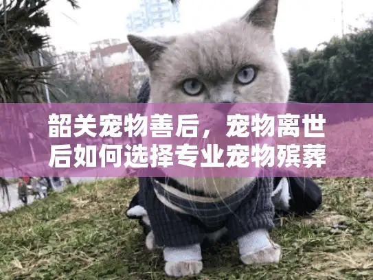 韶关宠物善后，宠物离世后如何选择专业宠物殡葬服务？