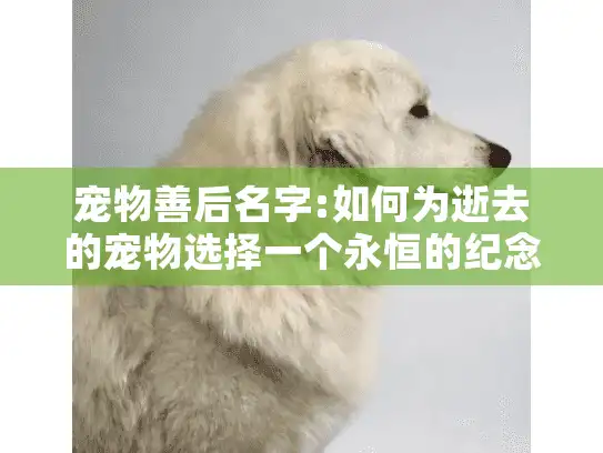 宠物善后名字:如何为逝去的宠物选择一个永恒的纪念名?