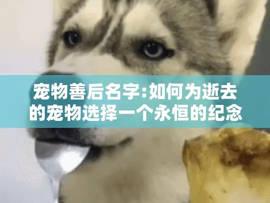 宠物善后名字:如何为逝去的宠物选择一个永恒的纪念名?