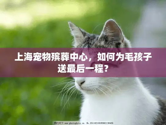 上海宠物殡葬中心，如何为毛孩子送最后一程？