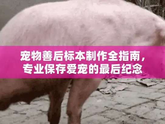 宠物善后标本制作全指南，专业保存爱宠的最后纪念