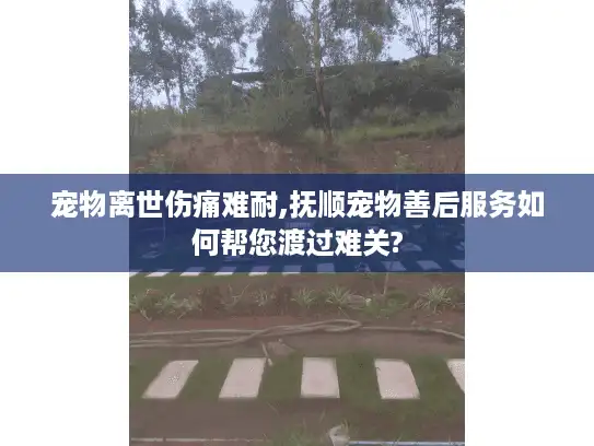宠物离世伤痛难耐,抚顺宠物善后服务如何帮您渡过难关?