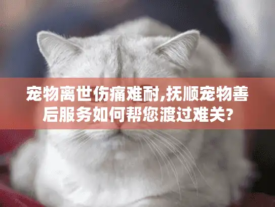 宠物离世伤痛难耐,抚顺宠物善后服务如何帮您渡过难关?