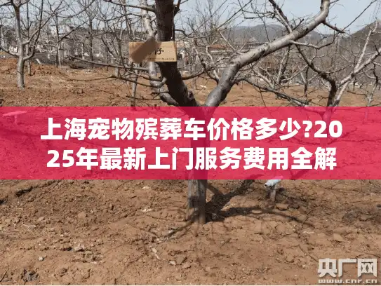 上海宠物殡葬车价格多少?2025年最新上门服务费用全解析