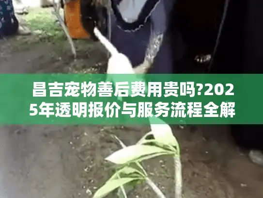 昌吉宠物善后费用贵吗?2025年透明报价与服务流程全解析