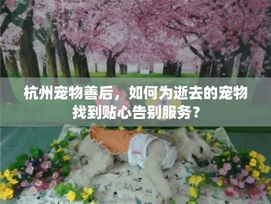 杭州宠物善后，如何为逝去的宠物找到贴心告别服务？
