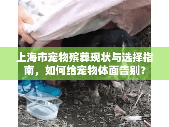 上海市宠物殡葬现状与选择指南，如何给宠物体面告别？