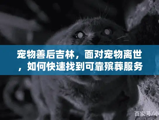 宠物善后吉林，面对宠物离世，如何快速找到可靠殡葬服务？
