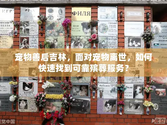 宠物善后吉林，面对宠物离世，如何快速找到可靠殡葬服务？