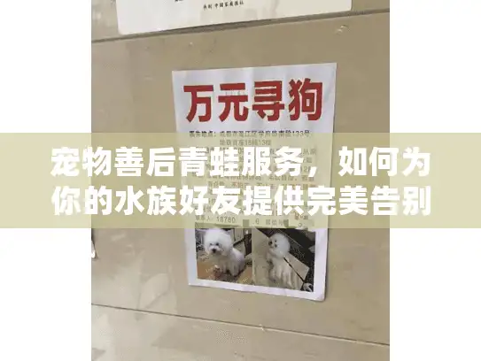 宠物善后青蛙服务，如何为你的水族好友提供完美告别？