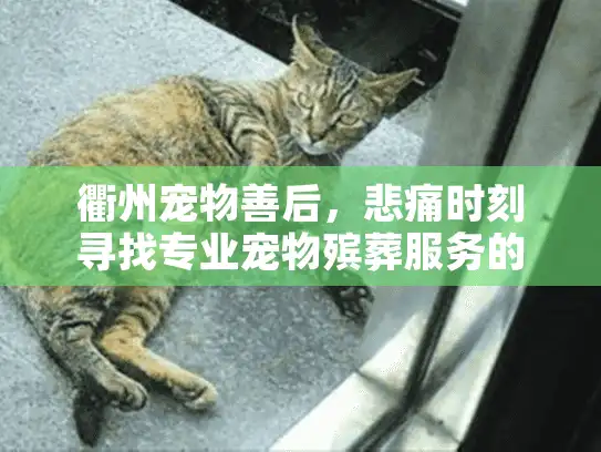 衢州宠物善后，悲痛时刻寻找专业宠物殡葬服务的安心方案