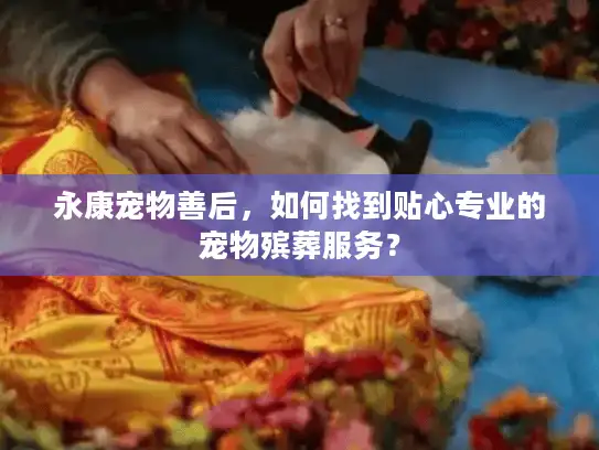 永康宠物善后，如何找到贴心专业的宠物殡葬服务？