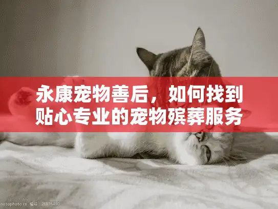 永康宠物善后，如何找到贴心专业的宠物殡葬服务？