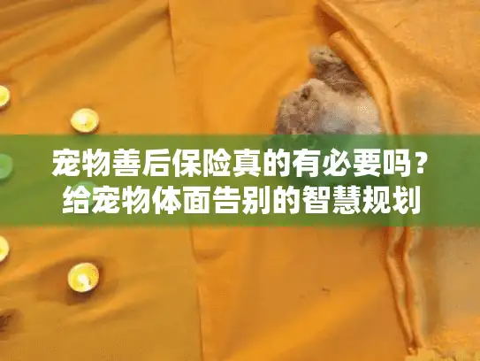 宠物善后保险真的有必要吗？给宠物体面告别的智慧规划