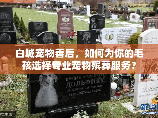 白城宠物善后，如何为你的毛孩选择专业宠物殡葬服务？