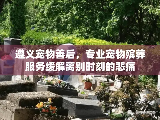 遵义宠物善后，专业宠物殡葬服务缓解离别时刻的悲痛
