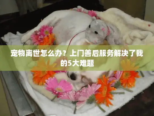 宠物离世怎么办？上门善后服务解决了我的5大难题