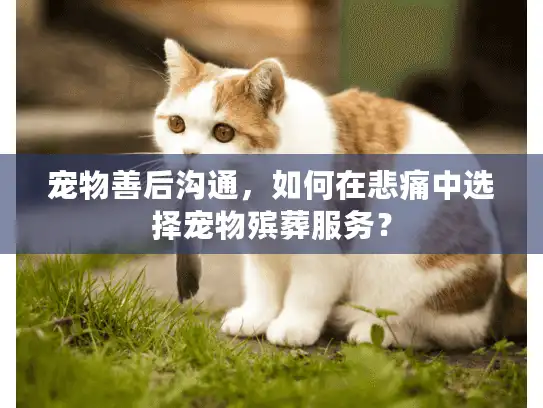 宠物善后沟通，如何在悲痛中选择宠物殡葬服务？