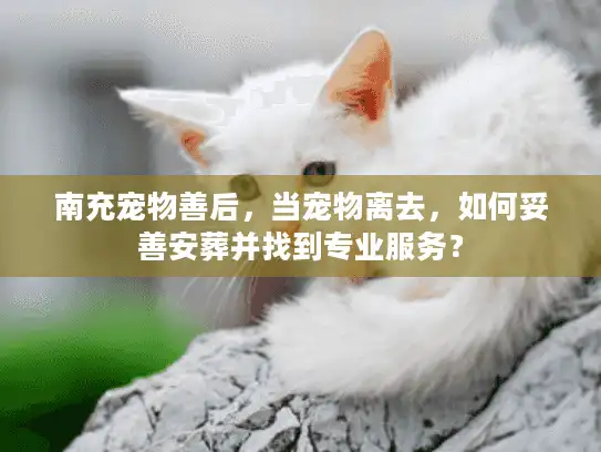 南充宠物善后，当宠物离去，如何妥善安葬并找到专业服务？