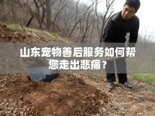山东宠物善后服务如何帮您走出悲痛？