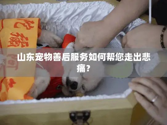 山东宠物善后服务如何帮您走出悲痛？