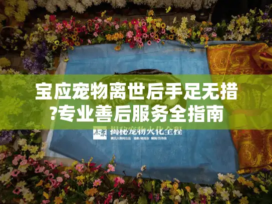 宝应宠物离世后手足无措?专业善后服务全指南