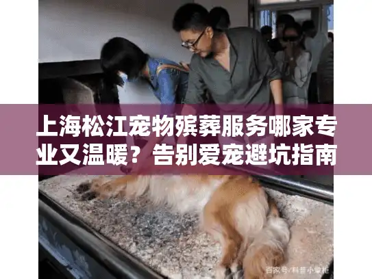 上海松江宠物殡葬服务哪家专业又温暖？告别爱宠避坑指南