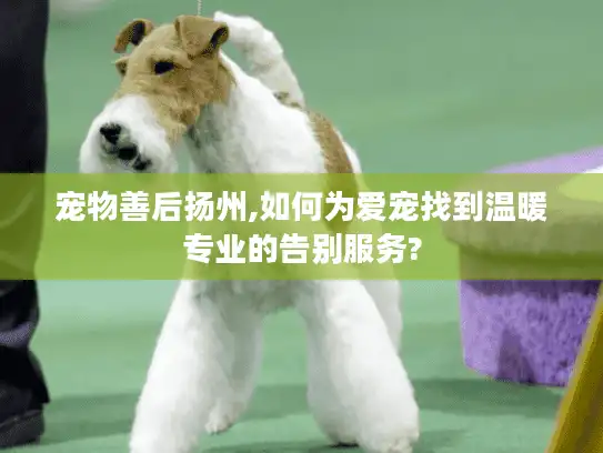 宠物善后扬州,如何为爱宠找到温暖专业的告别服务?
