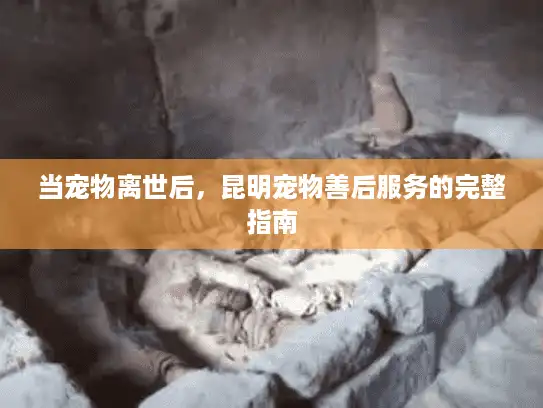 当宠物离世后，昆明宠物善后服务的完整指南