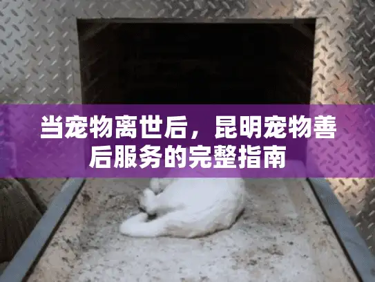 当宠物离世后，昆明宠物善后服务的完整指南