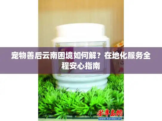 宠物善后云南困境如何解？在地化服务全程安心指南