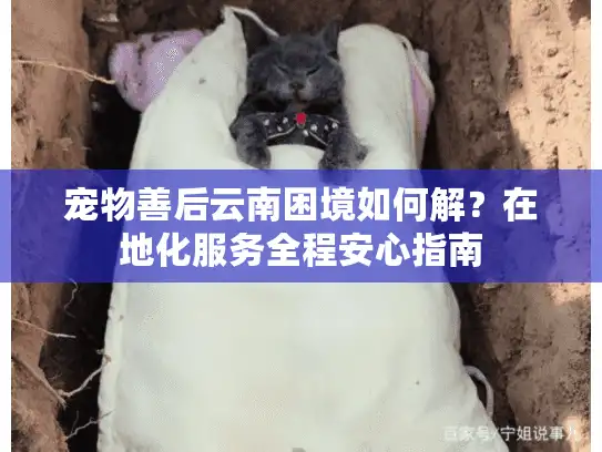 宠物善后云南困境如何解？在地化服务全程安心指南