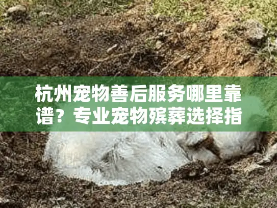 杭州宠物善后服务哪里靠谱？专业宠物殡葬选择指南