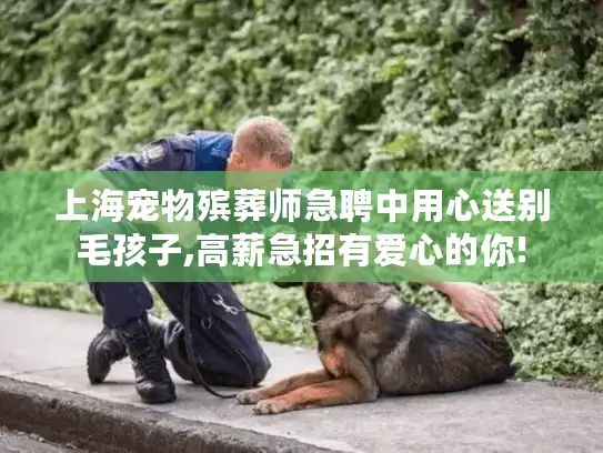 上海宠物殡葬师急聘中用心送别毛孩子,高薪急招有爱心的你!