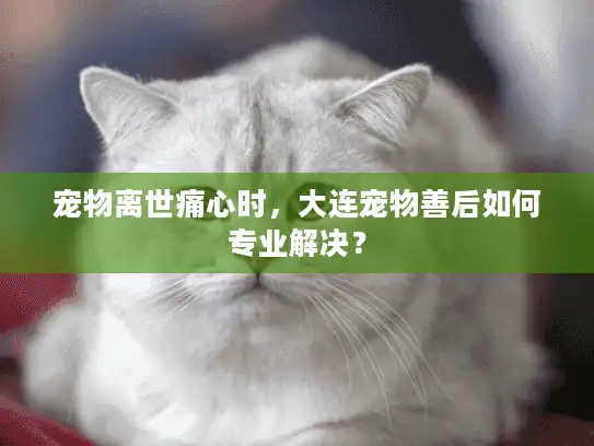 宠物离世痛心时，大连宠物善后如何专业解决？