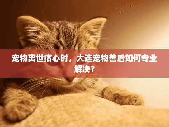宠物离世痛心时，大连宠物善后如何专业解决？