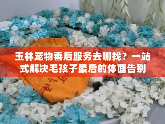 玉林宠物善后服务去哪找？一站式解决毛孩子最后的体面告别