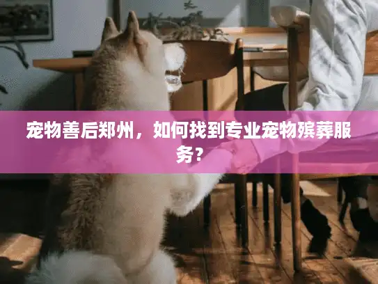 宠物善后郑州，如何找到专业宠物殡葬服务？