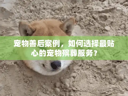 宠物善后案例，如何选择最贴心的宠物殡葬服务？