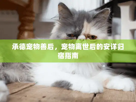 承德宠物善后，宠物离世后的安详归宿指南