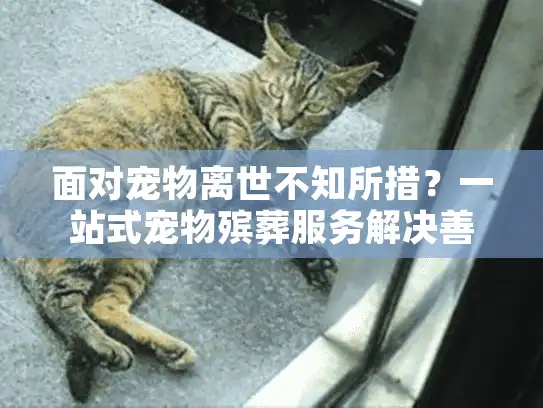 面对宠物离世不知所措？一站式宠物殡葬服务解决善后难题