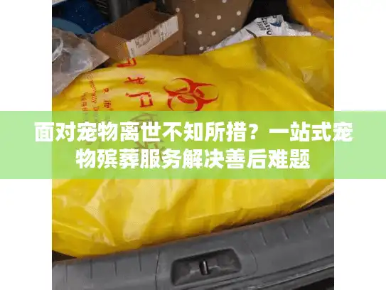 面对宠物离世不知所措？一站式宠物殡葬服务解决善后难题